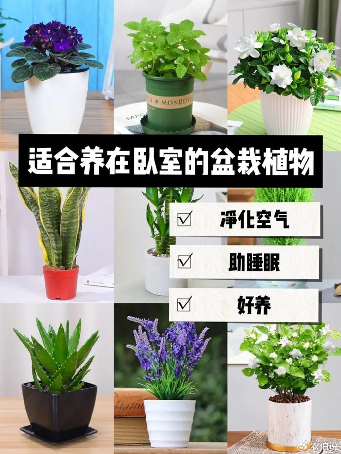 什么花養在臥室里有助于睡眠_臥室養什么花助眠_臥室里養花影響睡眠嗎