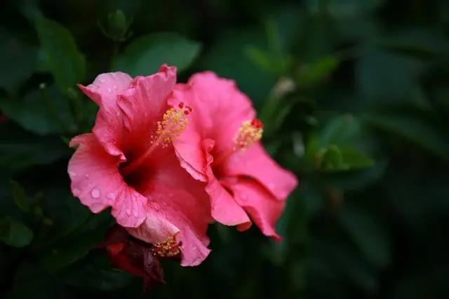 室內(nèi)花期長好看又好養(yǎng)的花_花期長好養(yǎng)的室內(nèi)花卉_花期長的室內(nèi)