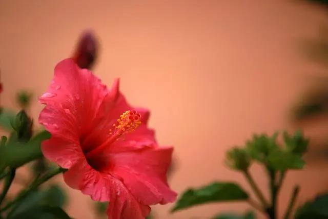 花期長好養(yǎng)的室內(nèi)花卉_花期長的室內(nèi)_室內(nèi)花期長好看又好養(yǎng)的花