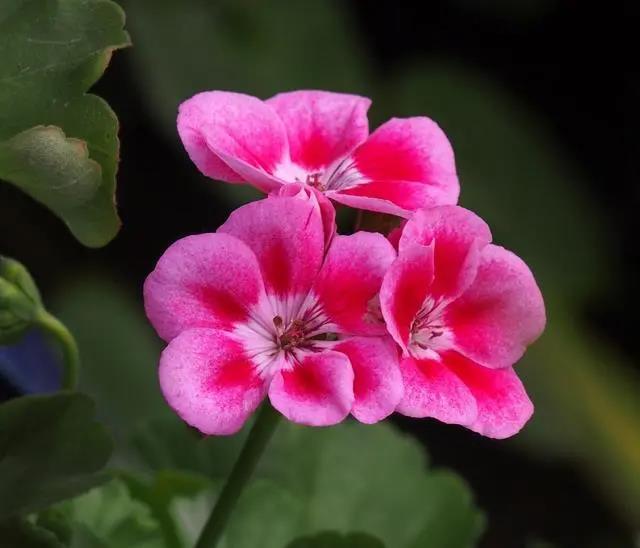 花期長的室內(nèi)_花期長好養(yǎng)的室內(nèi)花卉_室內(nèi)花期長好看又好養(yǎng)的花
