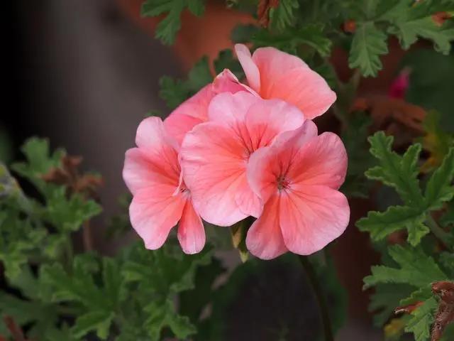 室內(nèi)花期長好看又好養(yǎng)的花_花期長的室內(nèi)_花期長好養(yǎng)的室內(nèi)花卉