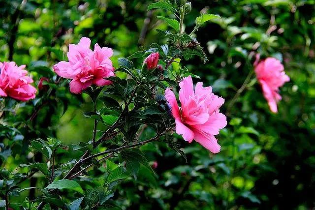花期長的室內(nèi)_室內(nèi)花期長好看又好養(yǎng)的花_花期長好養(yǎng)的室內(nèi)花卉