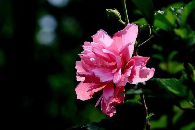 花期長的室內(nèi)_花期長好養(yǎng)的室內(nèi)花卉_室內(nèi)花期長好看又好養(yǎng)的花