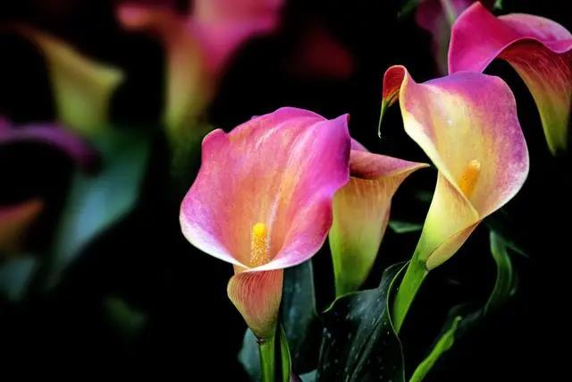 花期長的室內(nèi)_花期長好養(yǎng)的室內(nèi)花卉_室內(nèi)花期長好看又好養(yǎng)的花