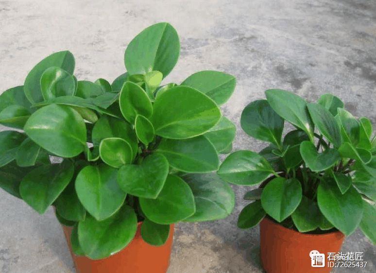 冬天窗戶密閉，此3種花是“二手煙”的克星，各養(yǎng)1盆，空氣清新