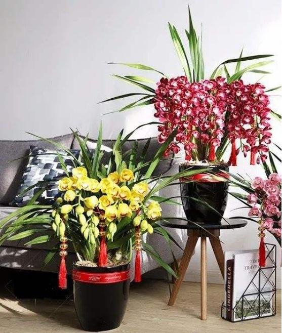 花卉開花四季室內(nèi)能養(yǎng)嗎_室內(nèi)養(yǎng)花四季開花植物_一年四季開花的室內(nèi)花卉