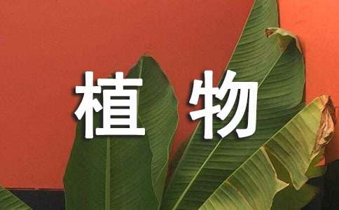 多肉植物品種有哪些