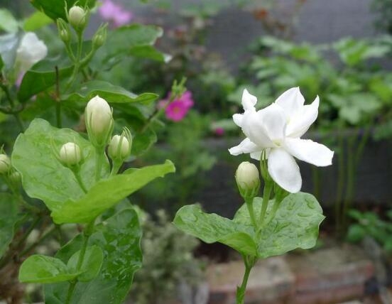 茉莉花開幾月份開花_茉莉花開花月份_茉莉花盛開的月份