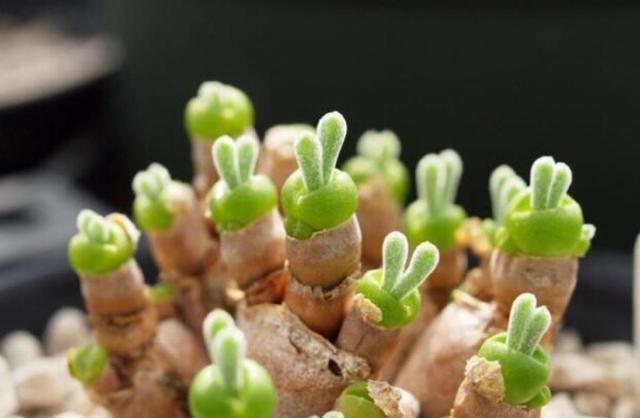 4種顏值高的多肉植物 葉片十分飽滿&顏色鮮艷明亮