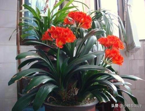 客廳易養易活的綠植有哪些_客廳易養植物_易客廳養活綠植有什么好處