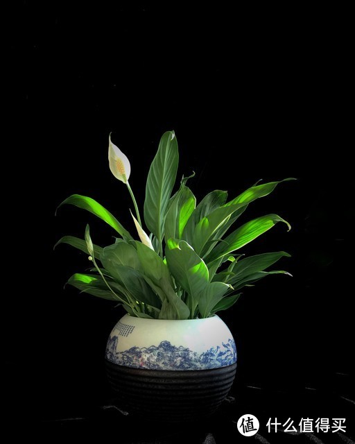 適合北陽臺(tái)養(yǎng)的花有哪些_北陽臺(tái)養(yǎng)什么花好_適合北陽臺(tái)養(yǎng)的花