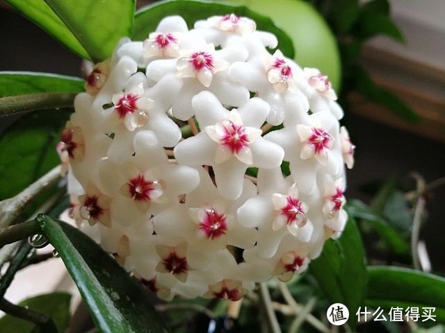 北陽臺(tái)養(yǎng)什么花好_適合北陽臺(tái)養(yǎng)的花_適合北陽臺(tái)養(yǎng)的花有哪些