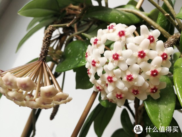 北陽臺(tái)養(yǎng)什么花好_適合北陽臺(tái)養(yǎng)的花_適合北陽臺(tái)養(yǎng)的花有哪些