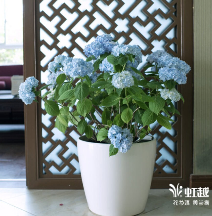 北陽臺(tái)養(yǎng)什么花好_適合北陽臺(tái)養(yǎng)的花_適合北陽臺(tái)養(yǎng)的花有哪些