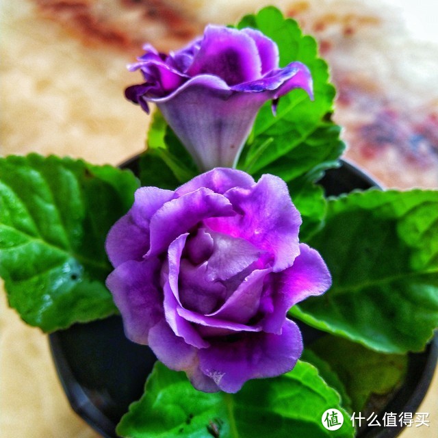 適合北陽臺(tái)養(yǎng)的花有哪些_適合北陽臺(tái)養(yǎng)的花_北陽臺(tái)養(yǎng)什么花好