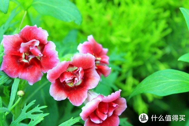 適合北陽臺(tái)養(yǎng)的花有哪些_北陽臺(tái)養(yǎng)什么花好_適合北陽臺(tái)養(yǎng)的花