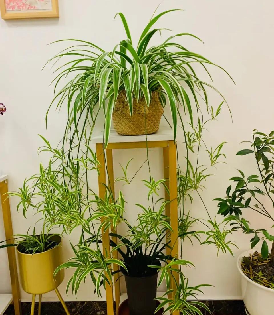家養的盆栽植物_盆栽植物好養室內_家里盆栽養什么植物好