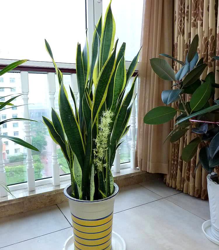 家養的盆栽植物_盆栽植物好養室內_家里盆栽養什么植物好
