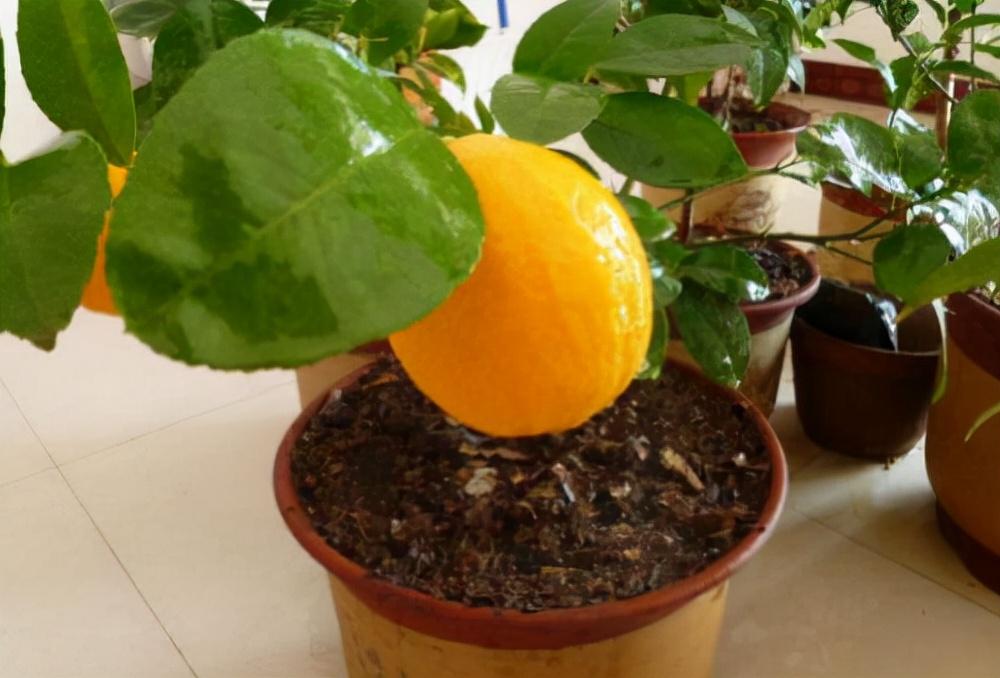 家養的盆栽植物_盆栽植物好養室內_家里盆栽養什么植物好