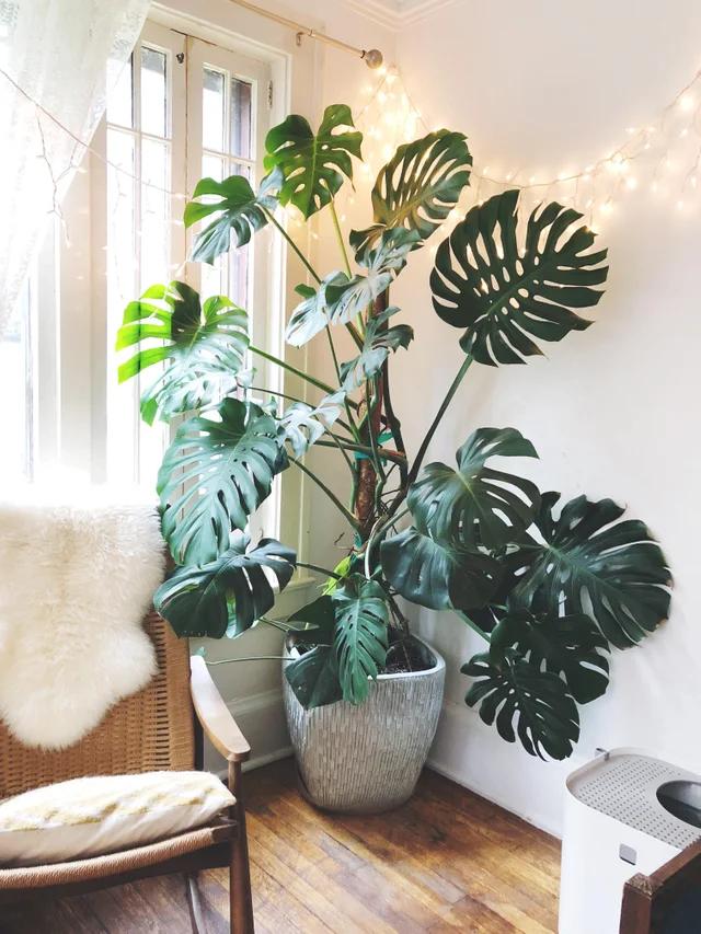 家里盆栽養什么植物好_盆栽植物好養室內_家養的盆栽植物