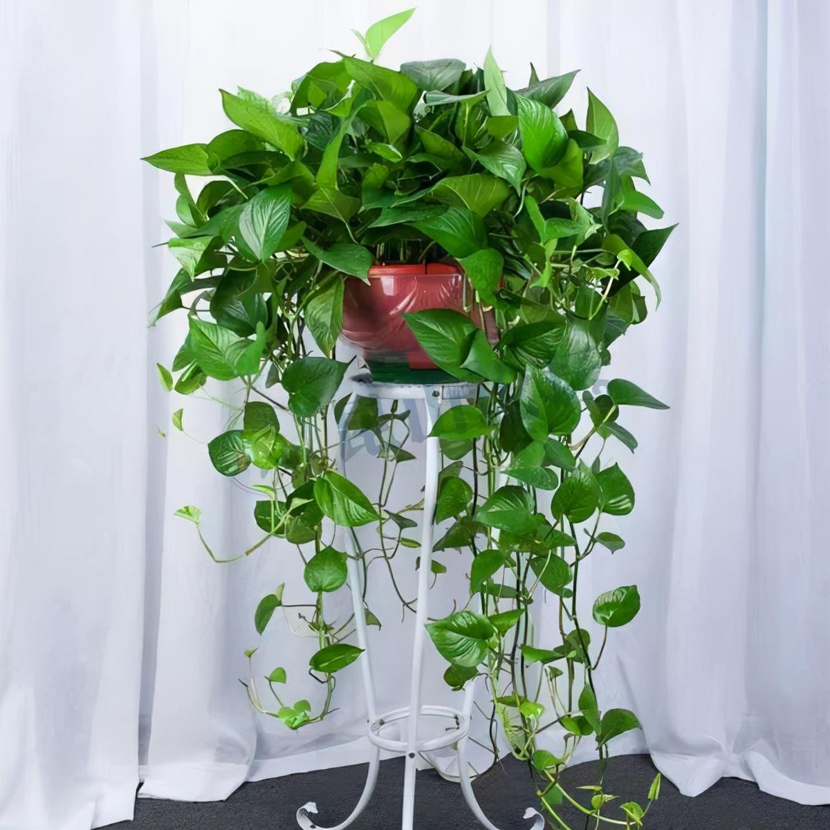 盆栽植物好養室內_家養的盆栽植物_家里盆栽養什么植物好