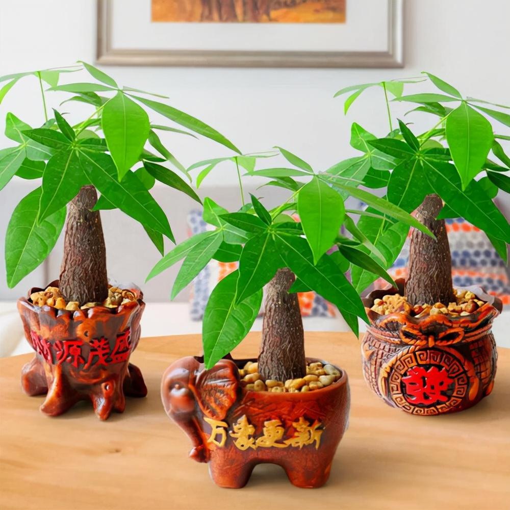 家養的盆栽植物_家里盆栽養什么植物好_盆栽植物好養室內