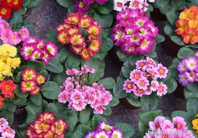 冬天什么植物好養活_冬天好養活的花卉植物_冬天好養活的植物
