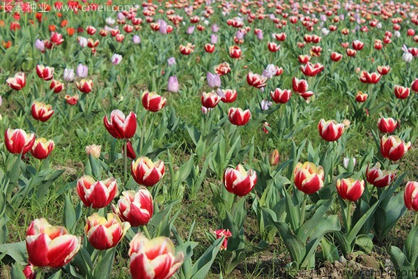 宿根花卉根系_花卉宿根是什么意思_宿根花卉有哪些花卉