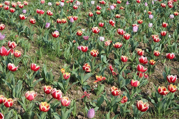 花卉宿根是什么意思_宿根花卉有哪些花卉_宿根花卉根系