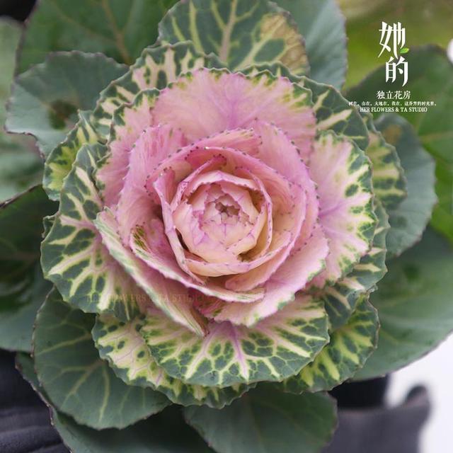 花卉耐寒區_冬季室外耐寒的花卉有哪些_冬季室外最耐寒的15種花卉