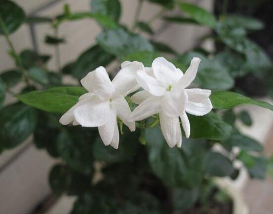 茉莉花開幾月份開花_茉莉花盛開的月份_茉莉花開花月份
