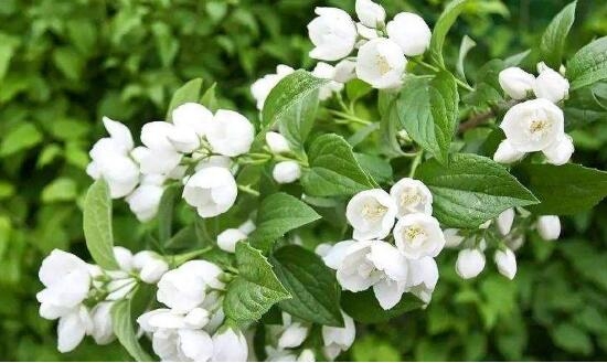 茉莉花盛開的月份_茉莉花開幾月份開花_茉莉花開花月份
