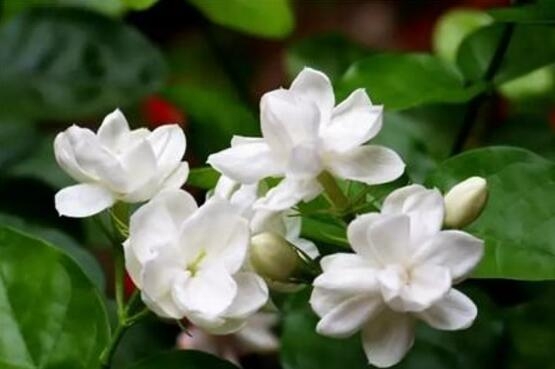 茉莉花開幾月份開花_茉莉花開花月份_茉莉花盛開的月份