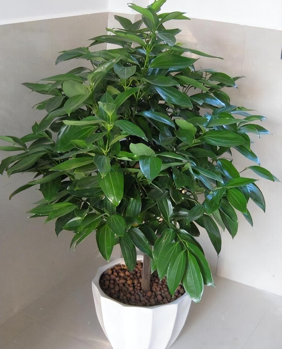 室內植物喜陰的有哪些_喜陰的室內植物_室內植物喜陰還是喜陰