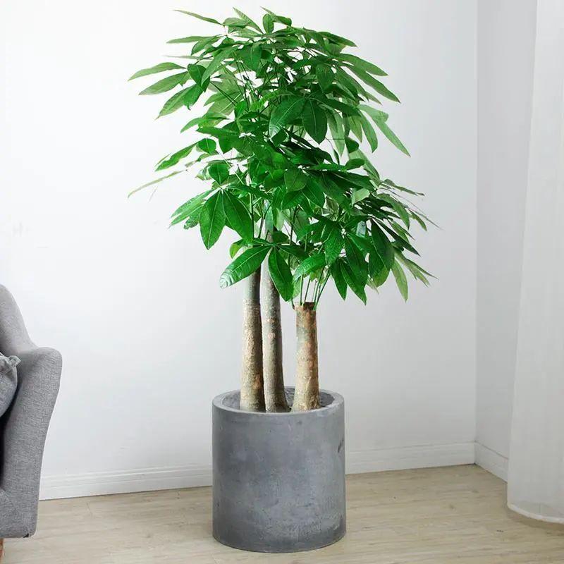 室內植物喜陰的有哪些_室內植物喜陰還是喜陰_喜陰的室內植物