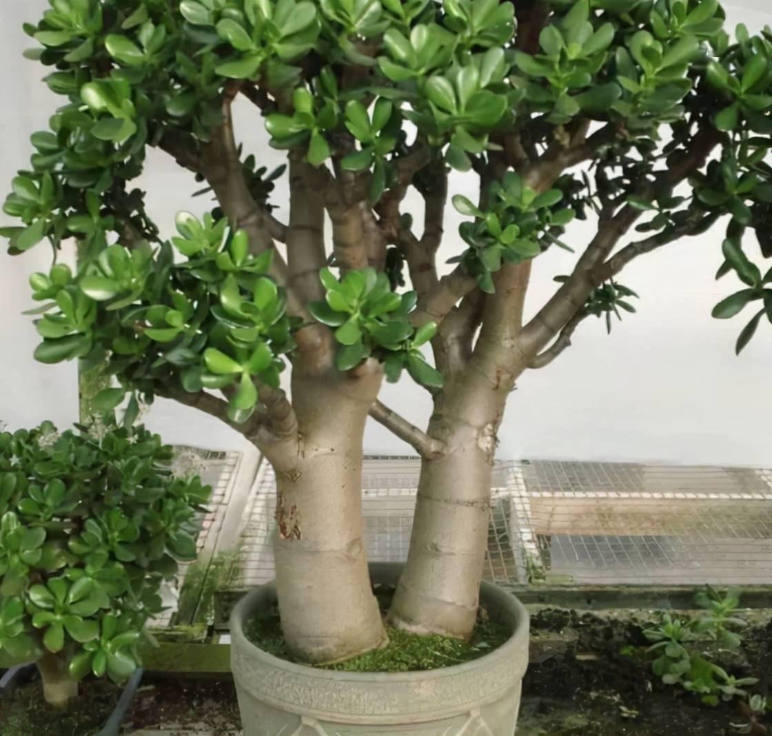 室內養適合花的植物_十種適合室內養的花_室內養適合花草的植物