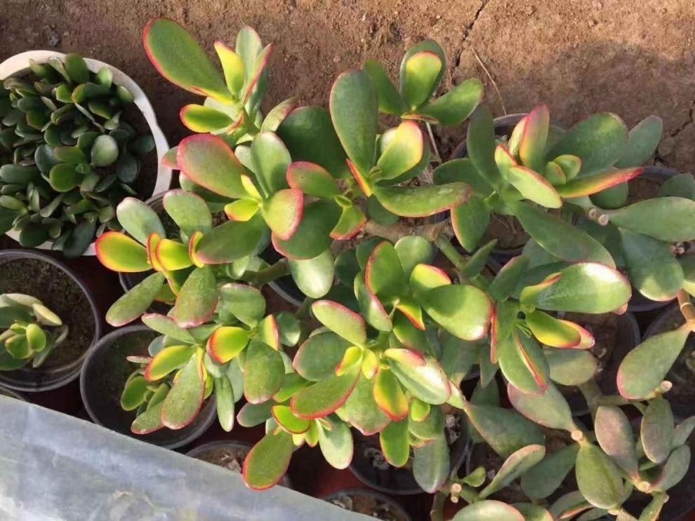 室內養適合花的植物_十種適合室內養的花_室內養適合花草的植物