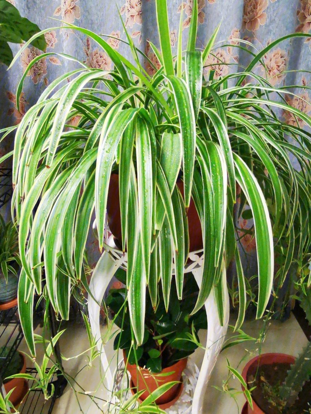 十種適合室內養的花_室內養適合花草的植物_室內養適合花的植物