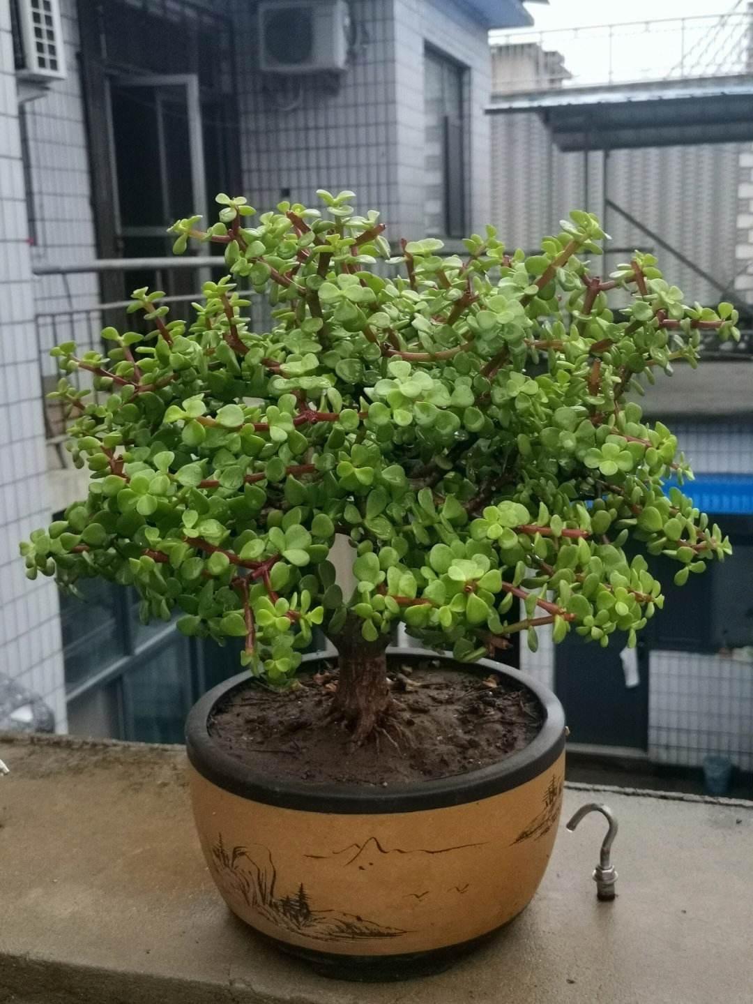 室內養適合花的植物_室內養適合花草的植物_十種適合室內養的花