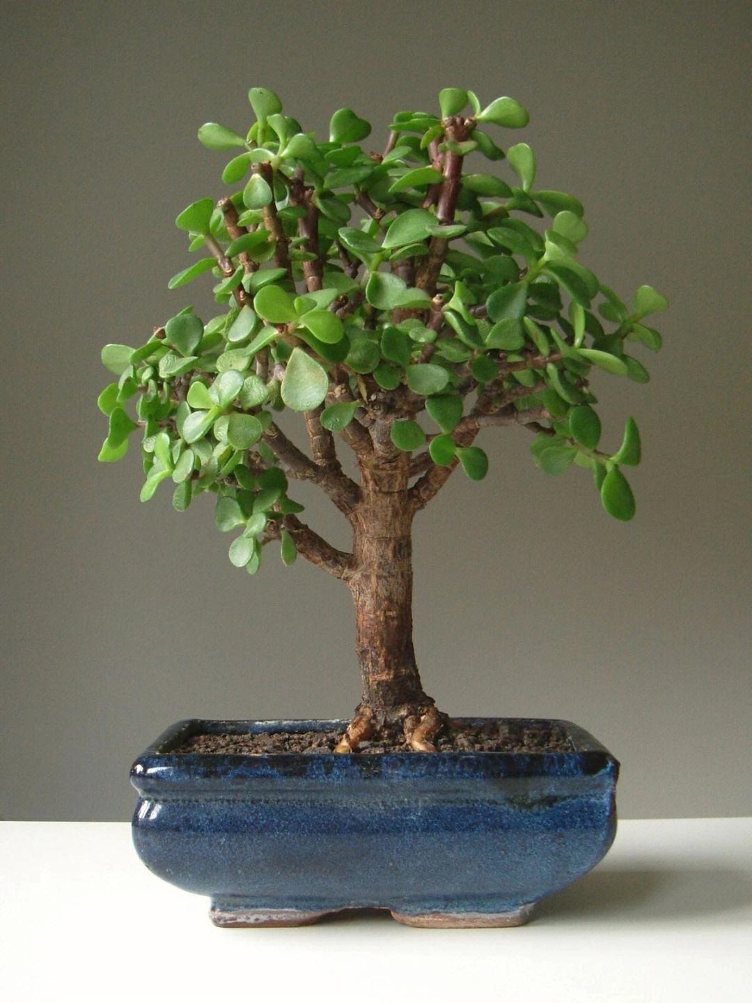 室內養適合花的植物_室內養適合花草的植物_十種適合室內養的花