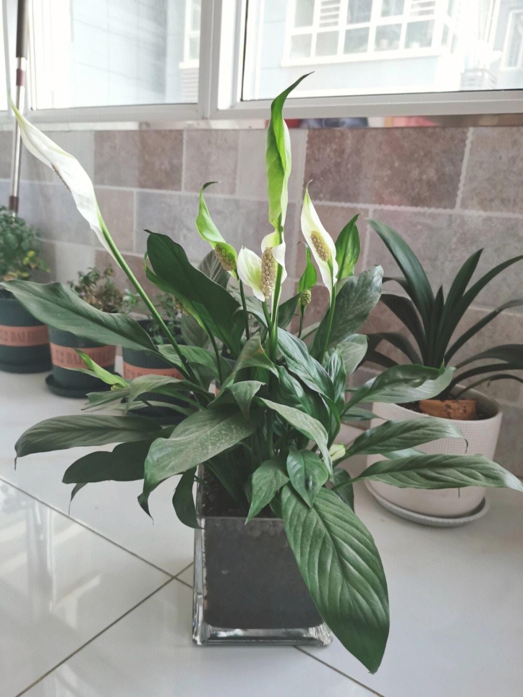 室內養適合花的植物_室內養適合花草的植物_十種適合室內養的花