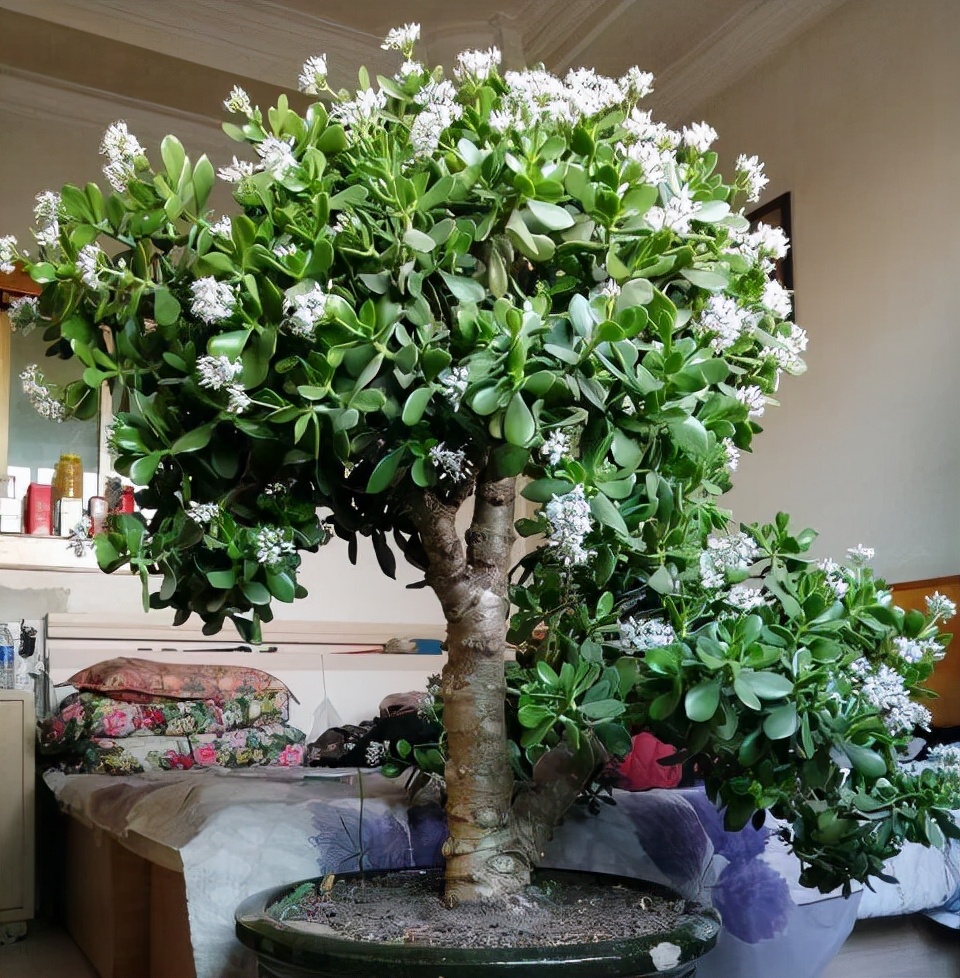 室內養植物多肉怎么養_多肉植物室內養_室內養植物多肉好嗎