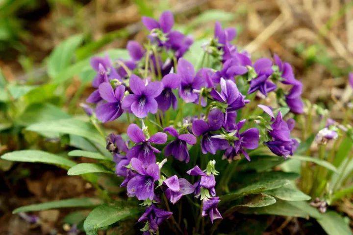 花卉宿根是什么意思_宿根花卉根系_宿根花卉有哪些