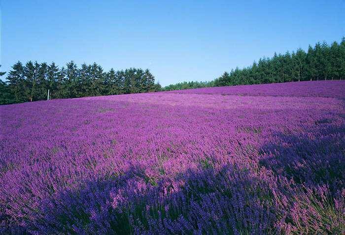 宿根花卉根系_花卉宿根是什么意思_宿根花卉有哪些
