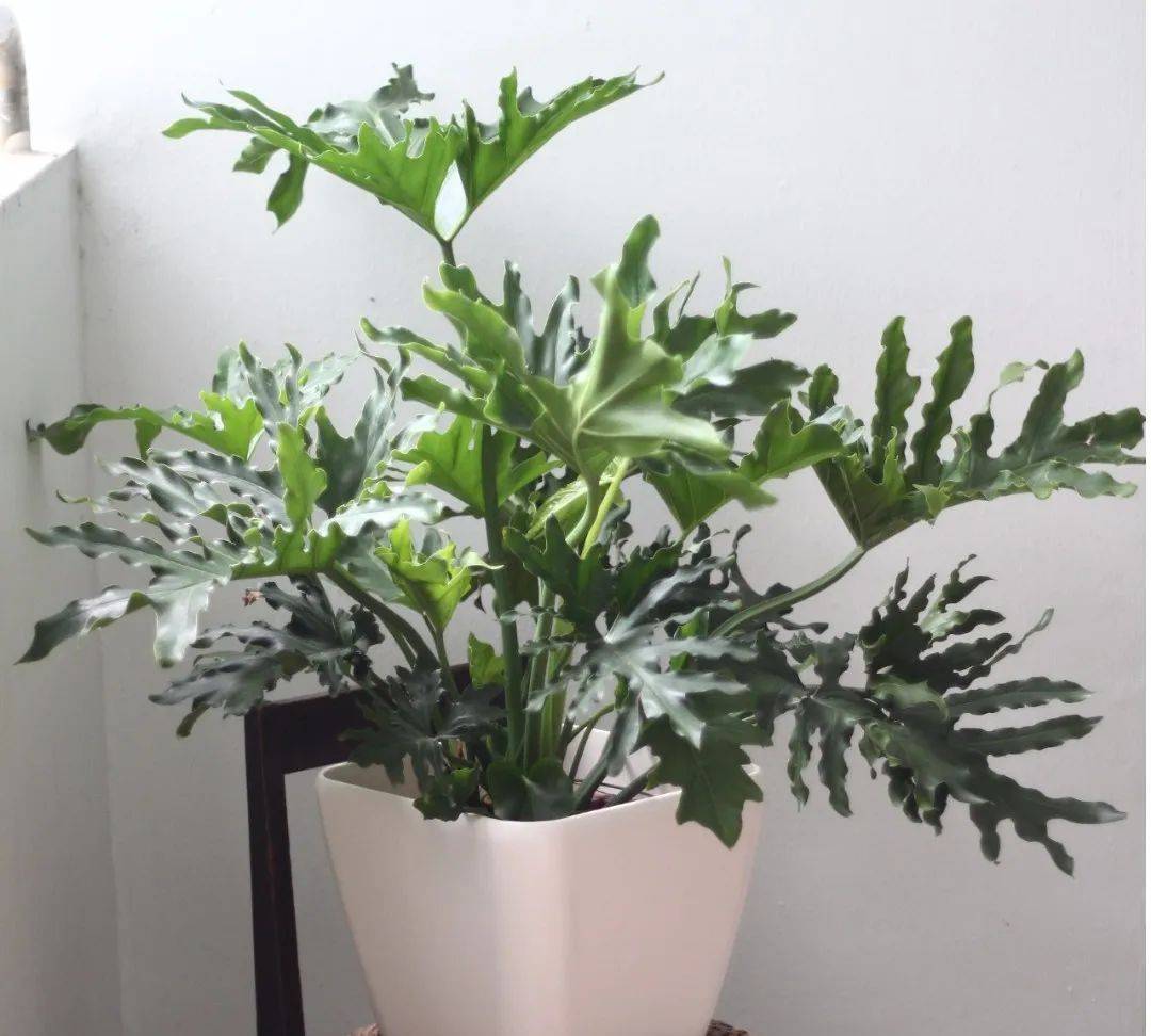 室內植物哪個好養活_室內比較好養的植物_室內養什么植物最好排名
