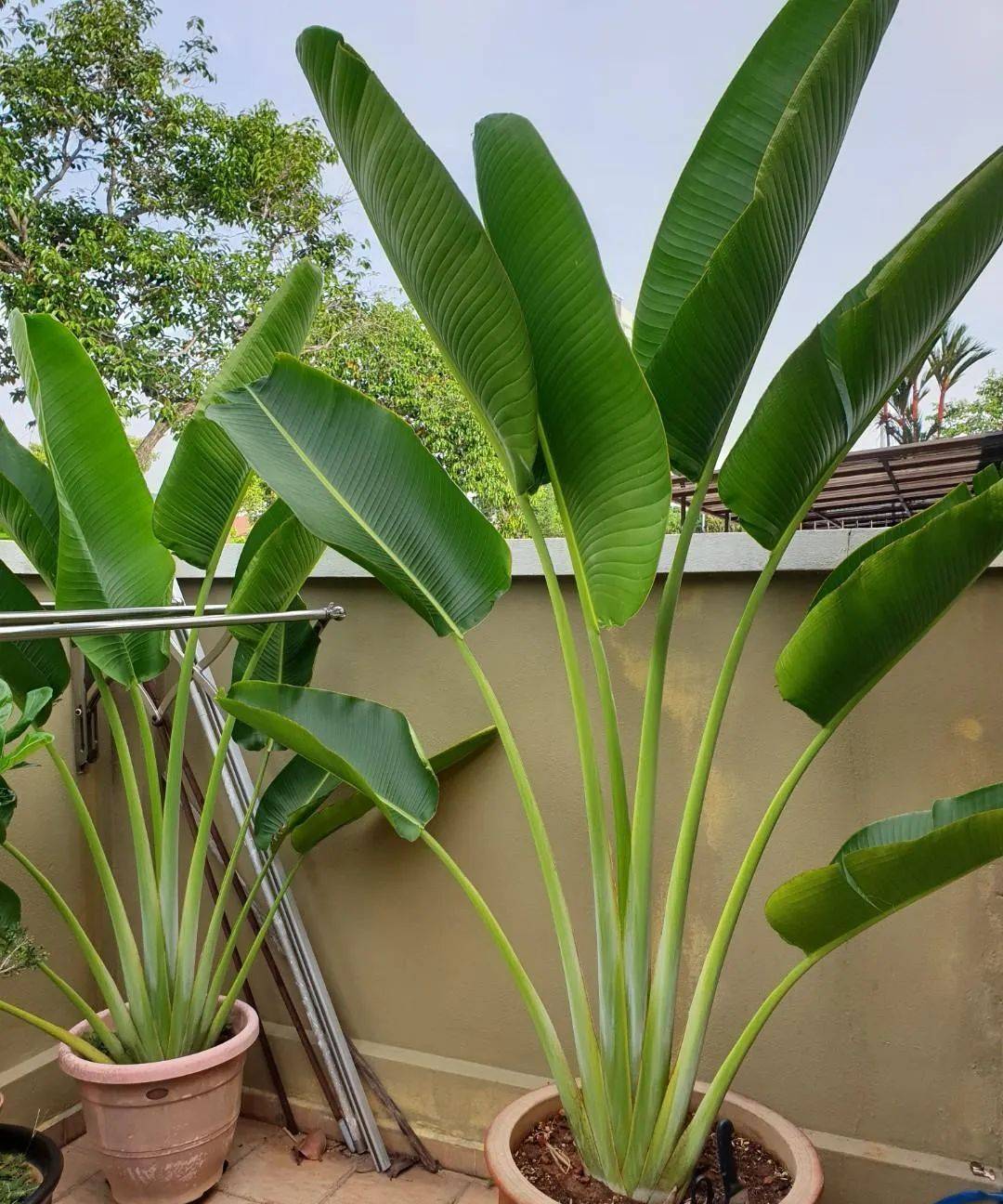 室內比較好養的植物_室內植物哪個好養活_室內養什么植物最好排名