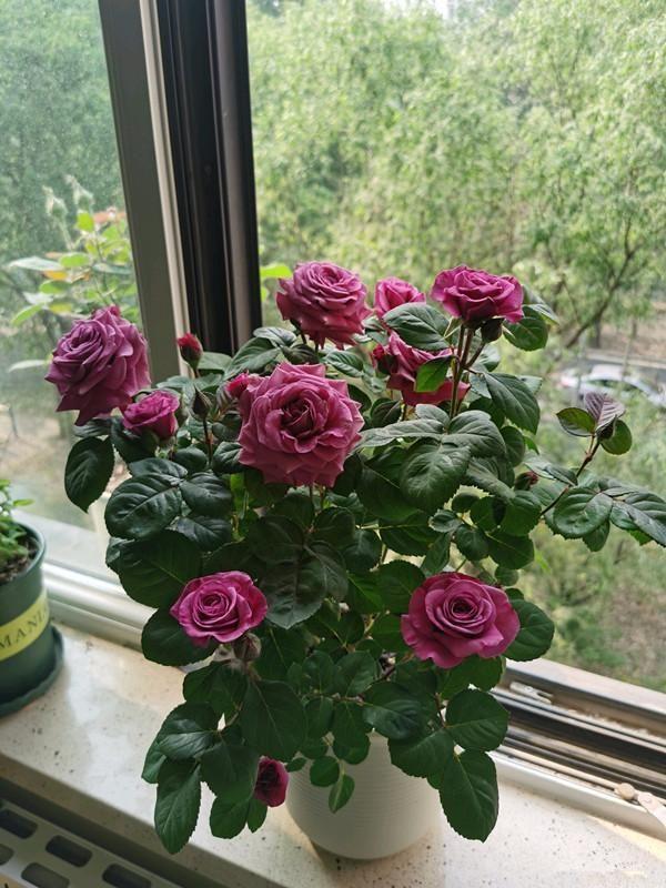 家里養什么花最好?有8種是首選_家庭養花的選擇_家里養花就選幾種