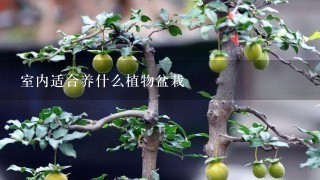 室內適合養什么植物盆栽,有哪些適合室內養的植物大盆栽？