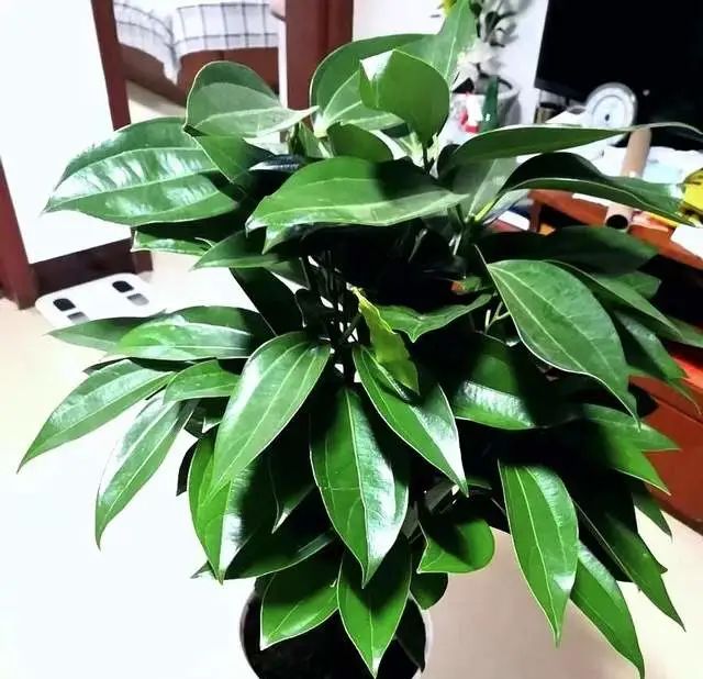 養綠蘿不如種3盆樹，好聞好看，殺菌成癮，室內一放空氣好！