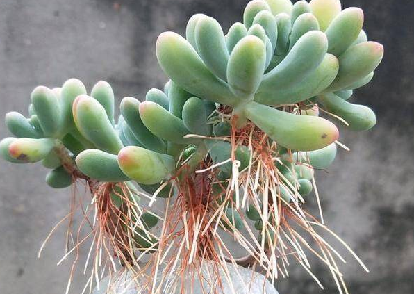 多肉植物長“胡須”了？注意這個“求救信號”，肉友們別忽視！
